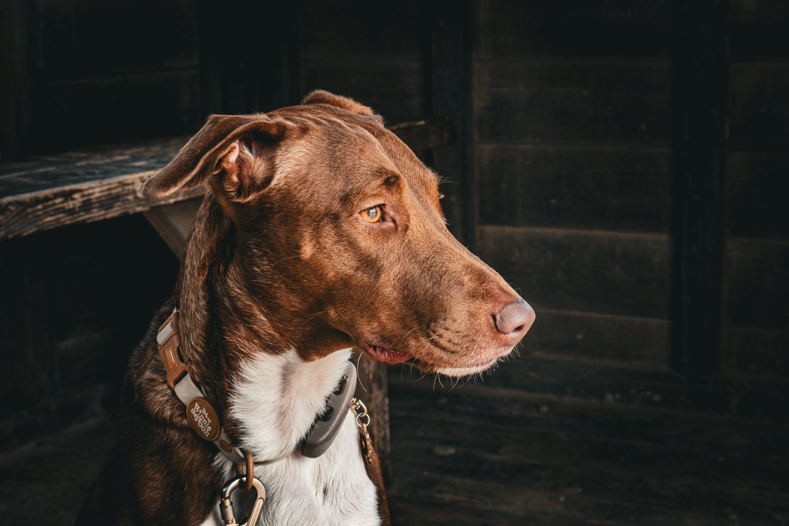 Dog photography portfolio picture 1