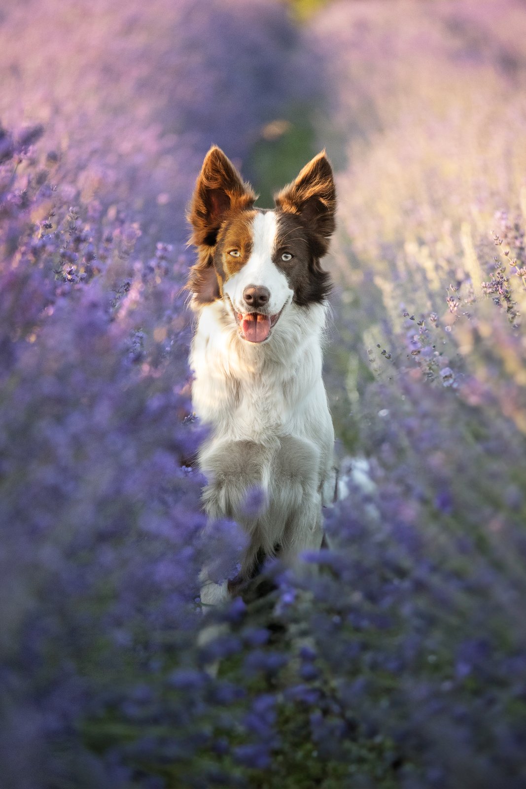 Dog photography portfolio picture 2