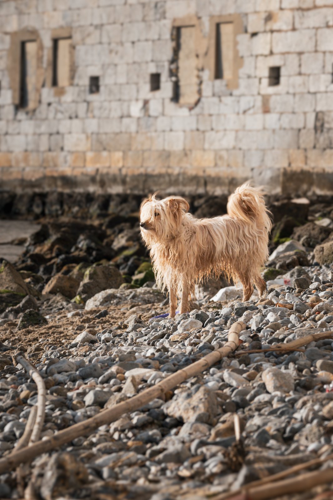 Dog photography portfolio picture 7