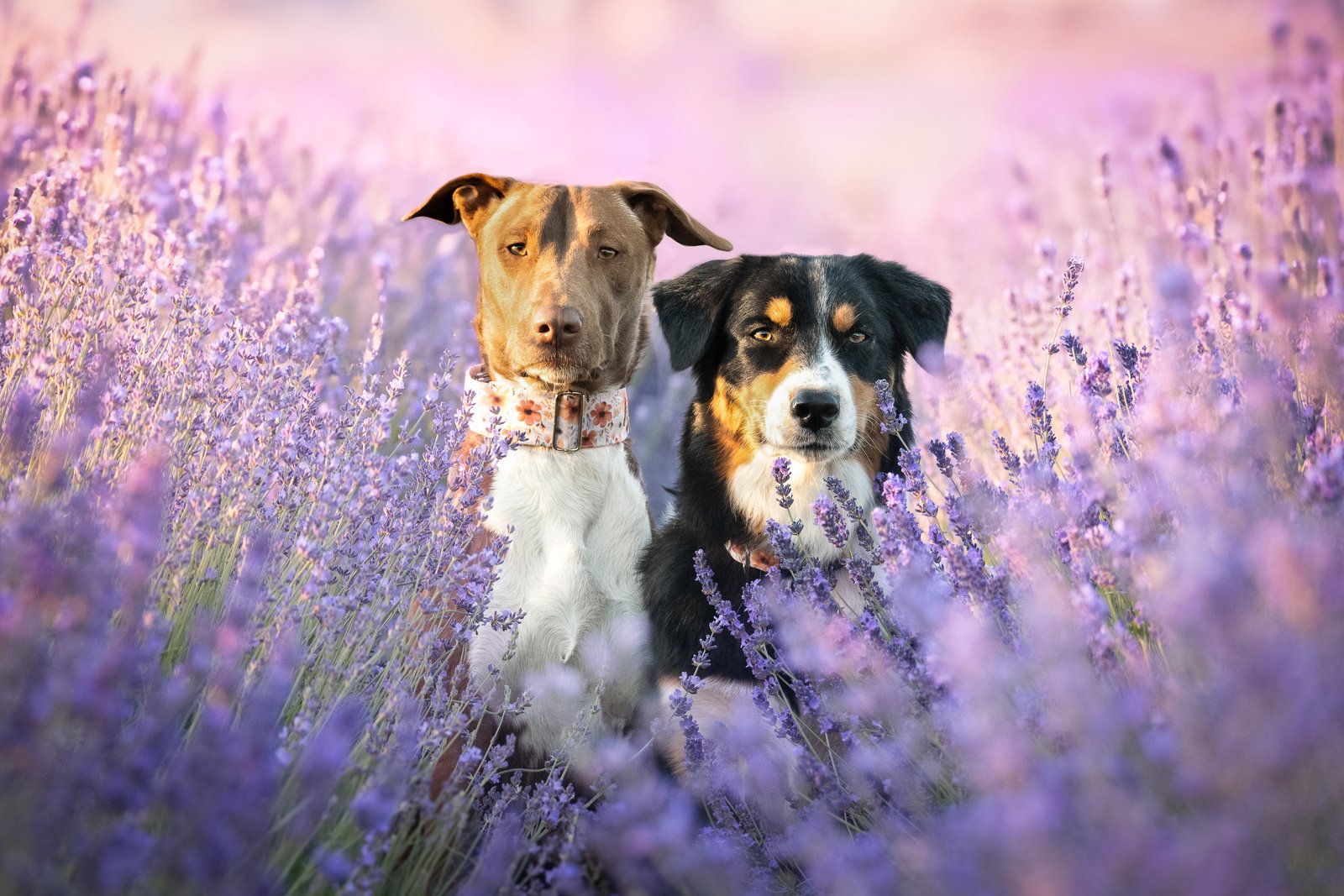 Dog photography portfolio picture 10