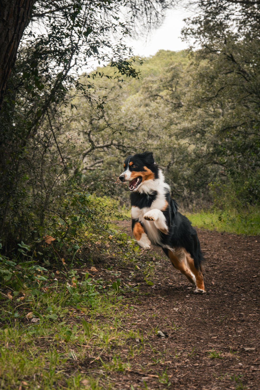 Dog photography portfolio picture 11
